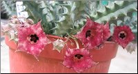 Huernia macrocarpa var cerasina